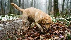 6 vůní, které přivádějí psy k šílenství: proč milují mršiny