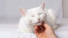 Kočka považuje tyto 4 typy lidí za své, ostatní jsou pro ni jen služebnictvo.