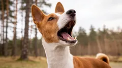 Tito psi rozbili systém: jaké plemena vůbec neumí štěkat