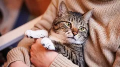 Když jsou kočky staré a jak se jejich věk liší od věku psů