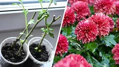 Jak rozmnožovat chryzantémy: řízkování květin na jaře