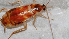 První příznaky invaze švábů a co s tím dělat