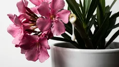 5 populárnych domácich rastlín, ktoré nechcete mať vo svojej domácnosti. Sú krásne, ale jedovaté a náročná na starostlivosť.