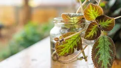 20 pokojových rostlin, které je snazší utrhnout než koupit