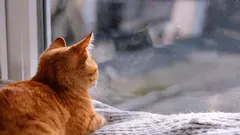 Jak kočky vědí, že se jejich majitel brzy vrátí domů