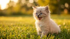 Proč kočka často mňouká, když se na ni majitel obrátí?