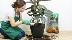 Rostliny, u kterých je nutná každoroční výměna půdy. Nenechte si ujít příležitost letos na jaře!