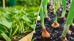 Proč izolovat fazole od cibule: chyba, kvůli které obě budou chřadnout