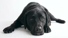 9 věcí, které u psa vyvolají zlost a zášť vůči majiteli: Co byste neměli dělat, pokud chcete svému psovi dobře